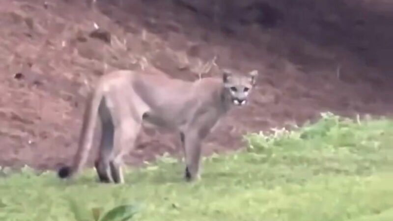 Rare Florida Panther Spotted Crossing Through a Backyard