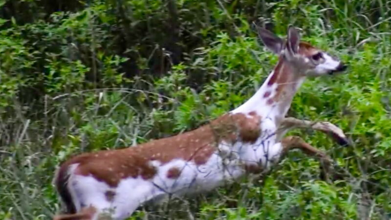 Rare Piebald Deer Makes Appearance in South Carolina