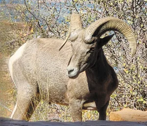 While motoring along Rim Rock Drive in Colorado National Monument, which runs from Fruita to Grand Junction, Andy Jordan happened upon a family of bighorn sheep, including this one