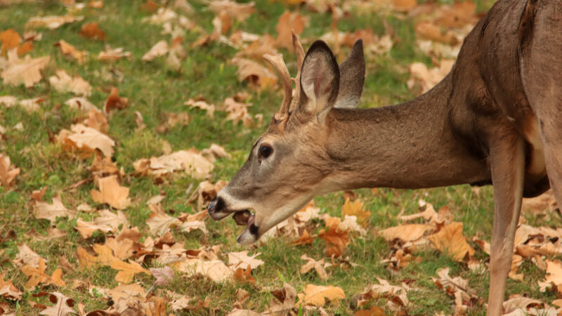 Red Oak vs White Oak Trees: What Every Deer Hunter Should Know