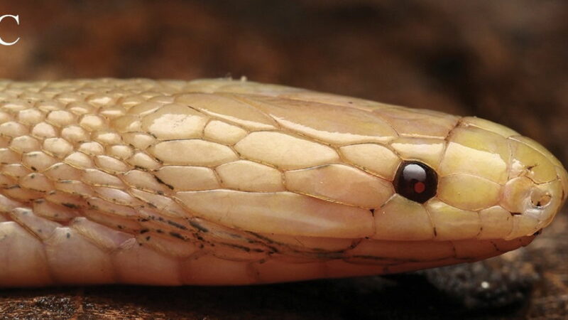 Scientists Find Demon Snake With ‘Blood-Red’ Eyes in China