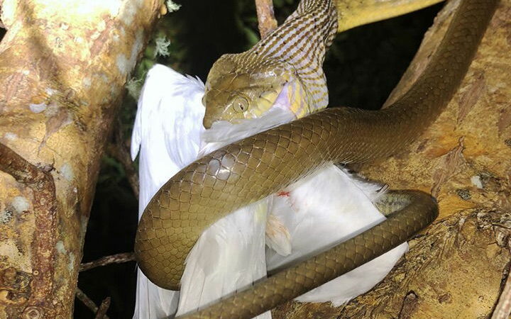 Snake Tries Its Absolute Best, But Just Can’t Eat Gigantic Bird