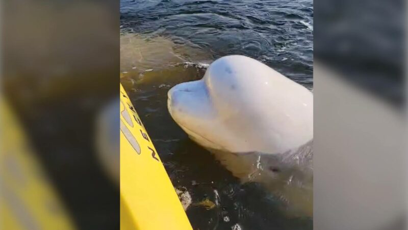 Sound on: Friendly Belugas Bump Delighted Woman’s Kayak