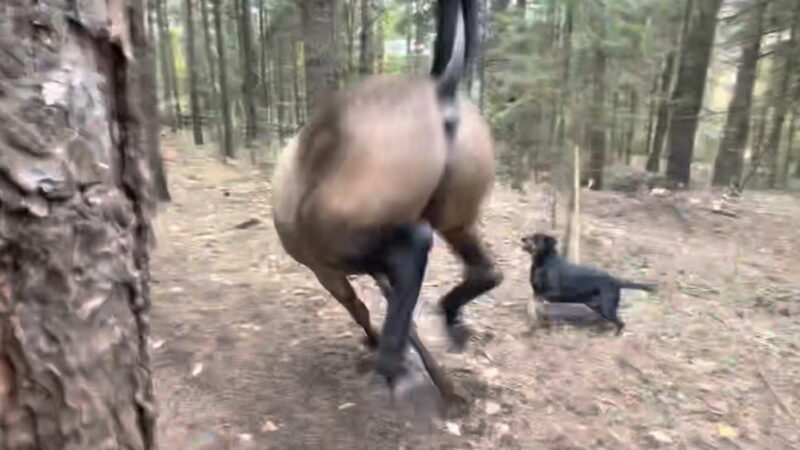 Sound on: Horse Kicks Tree, Farts at Dogs, and Gallops Away