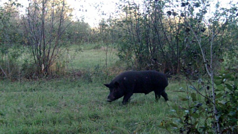 State hog hunting ban heads to Ohio Senate – Outdoor News