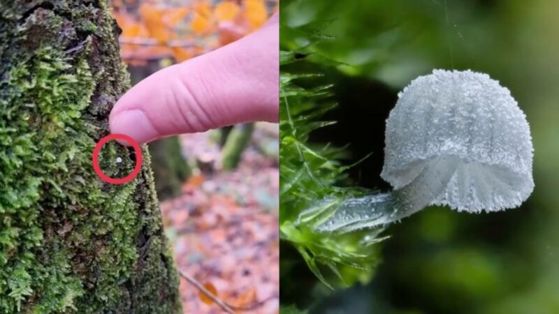 Stunning Close-up Photos Show Secret World of Tiny Mushrooms