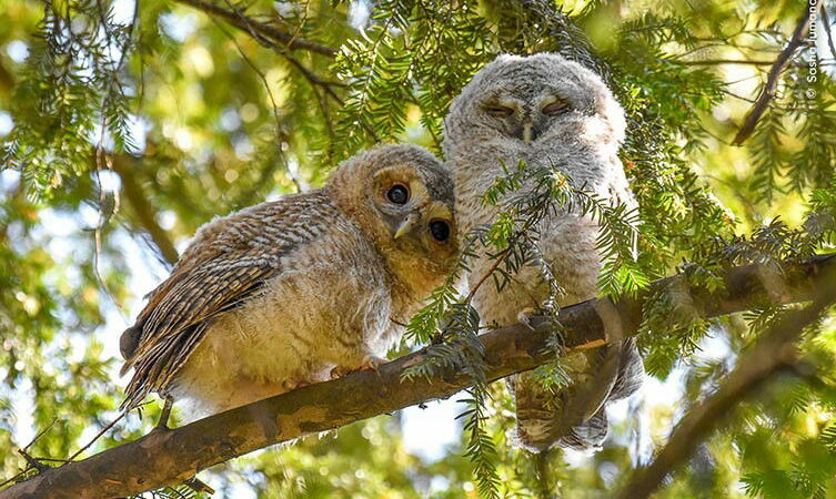 Stunning Photos From the Wildlife Photographer of the Year Shortlist