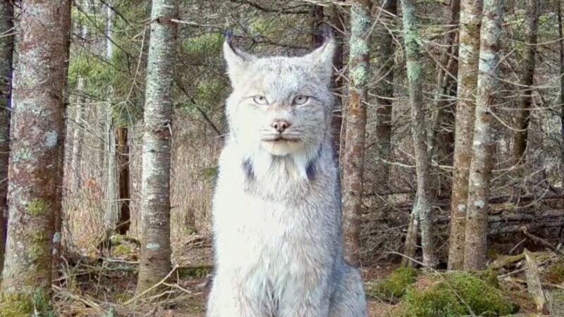 Stunning Trail-Cam Footage Shows Closeup of Elusive Canada Lynx