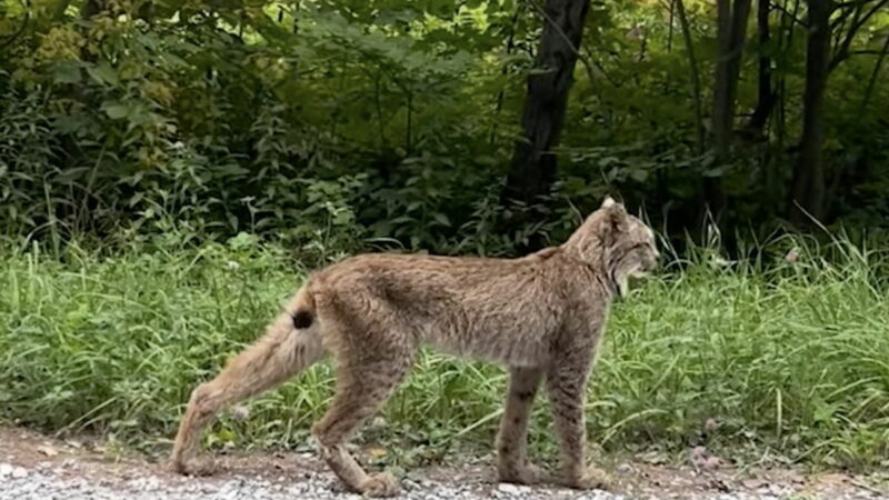 That’s No Bobcat: Confirmed Sighting of Rare Animal in Vermont