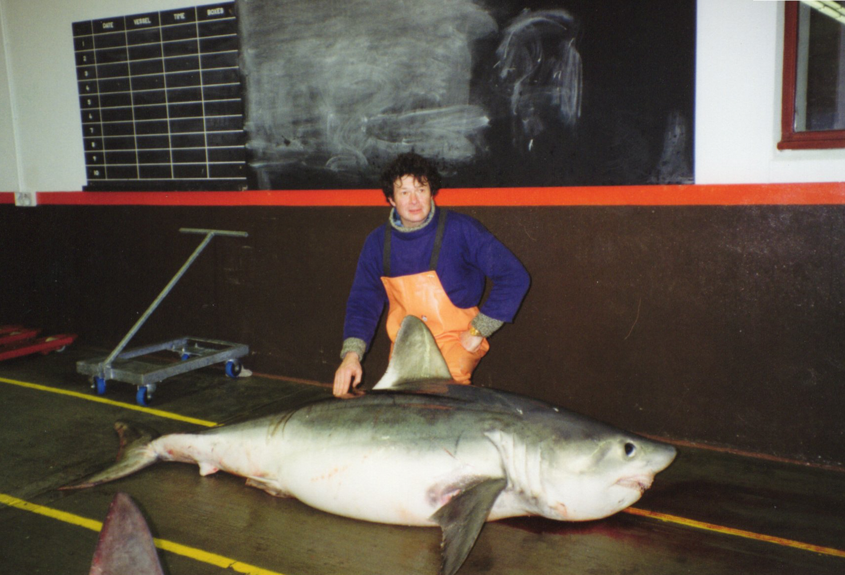 A fisherman in orange coveralls kneels behind a porbeagle shark on the floor.