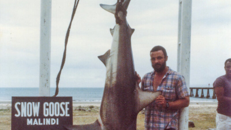 The Biggest Sharks Ever Caught