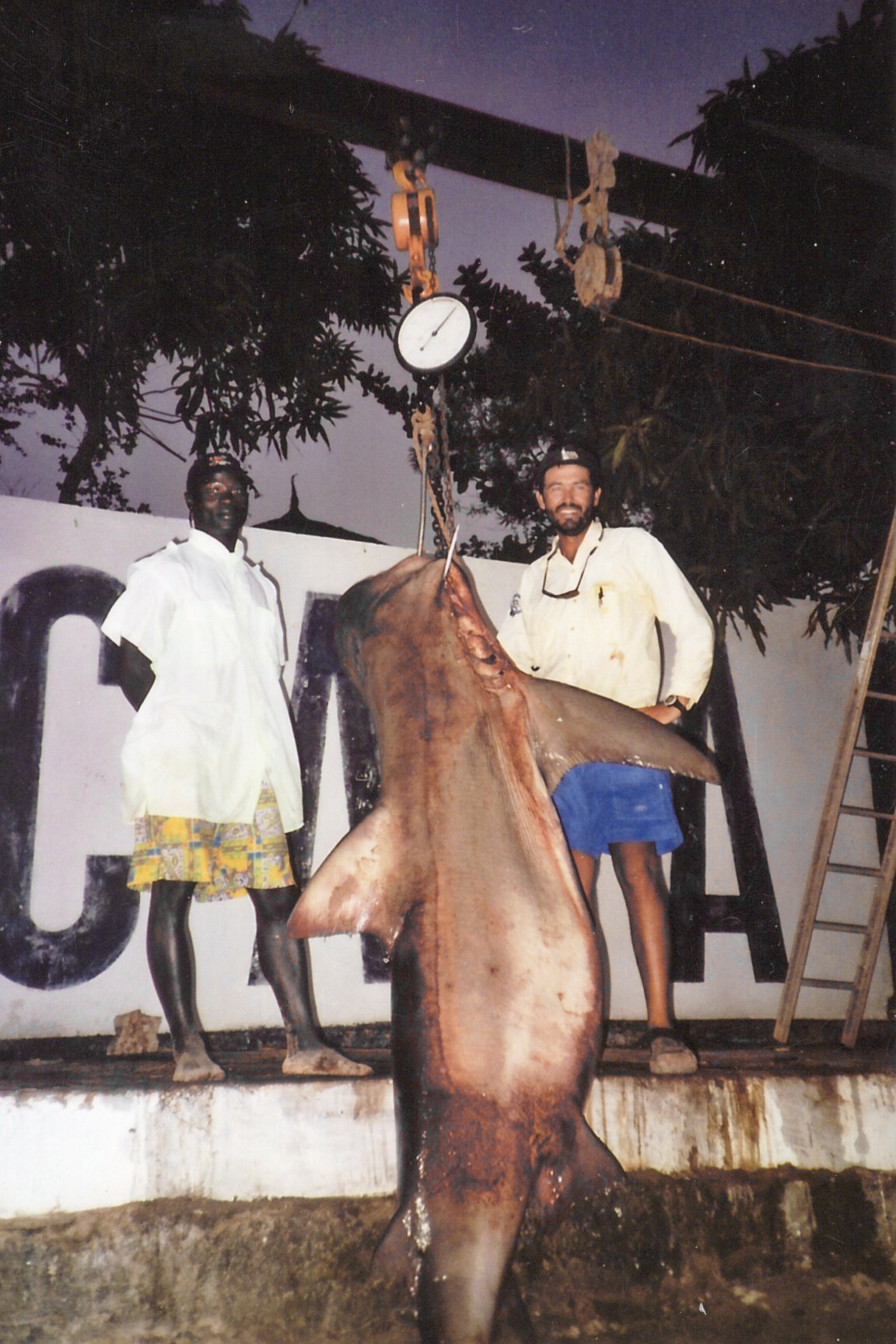 The world-record sandbar shark on a scale between two guys.