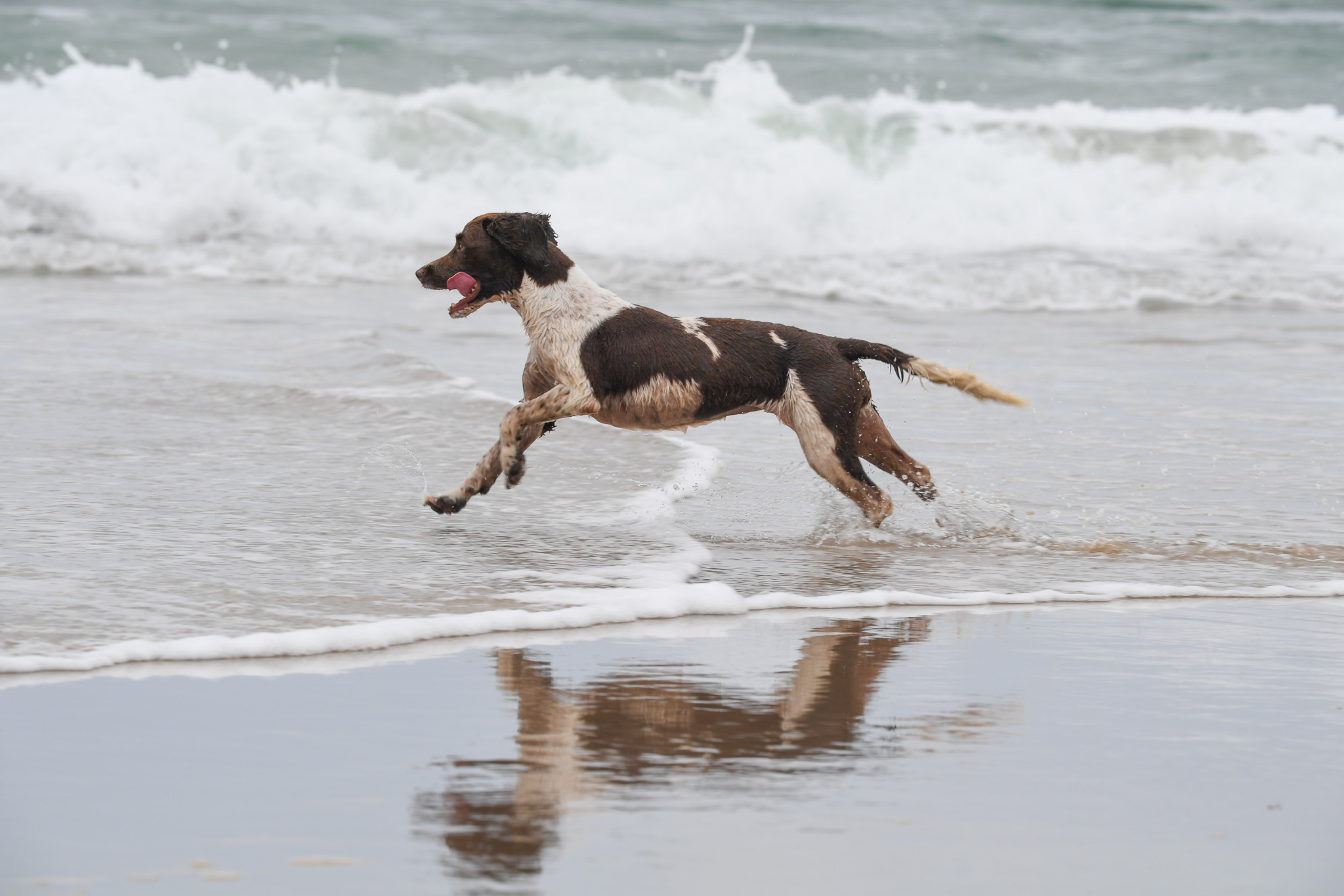 A shark once ate a whole spaniel.