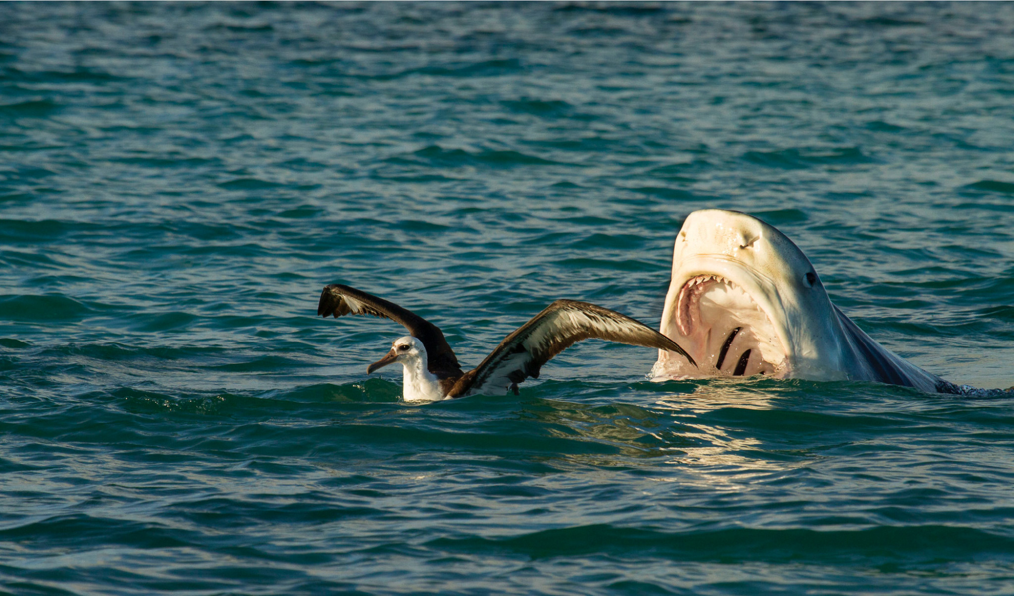 A tiger shark tries to eat a sea bird.