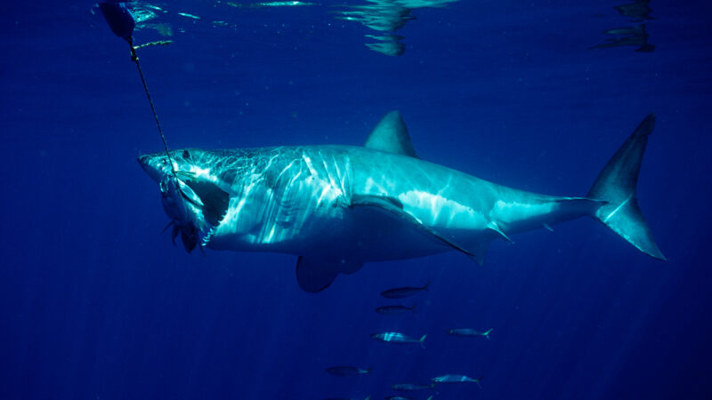 The Weirdest Things Ever Found Inside a Shark’s Stomach