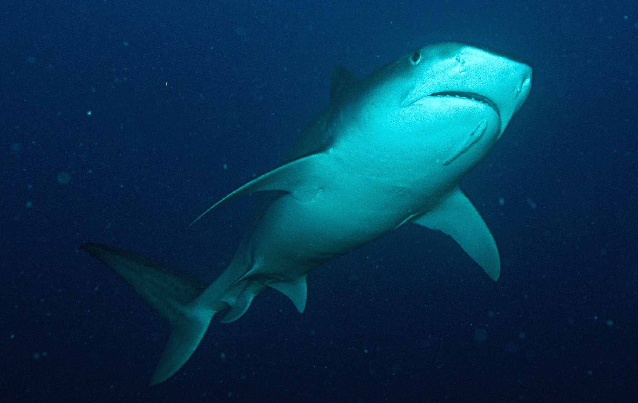 A tiger shark swims above a diver.