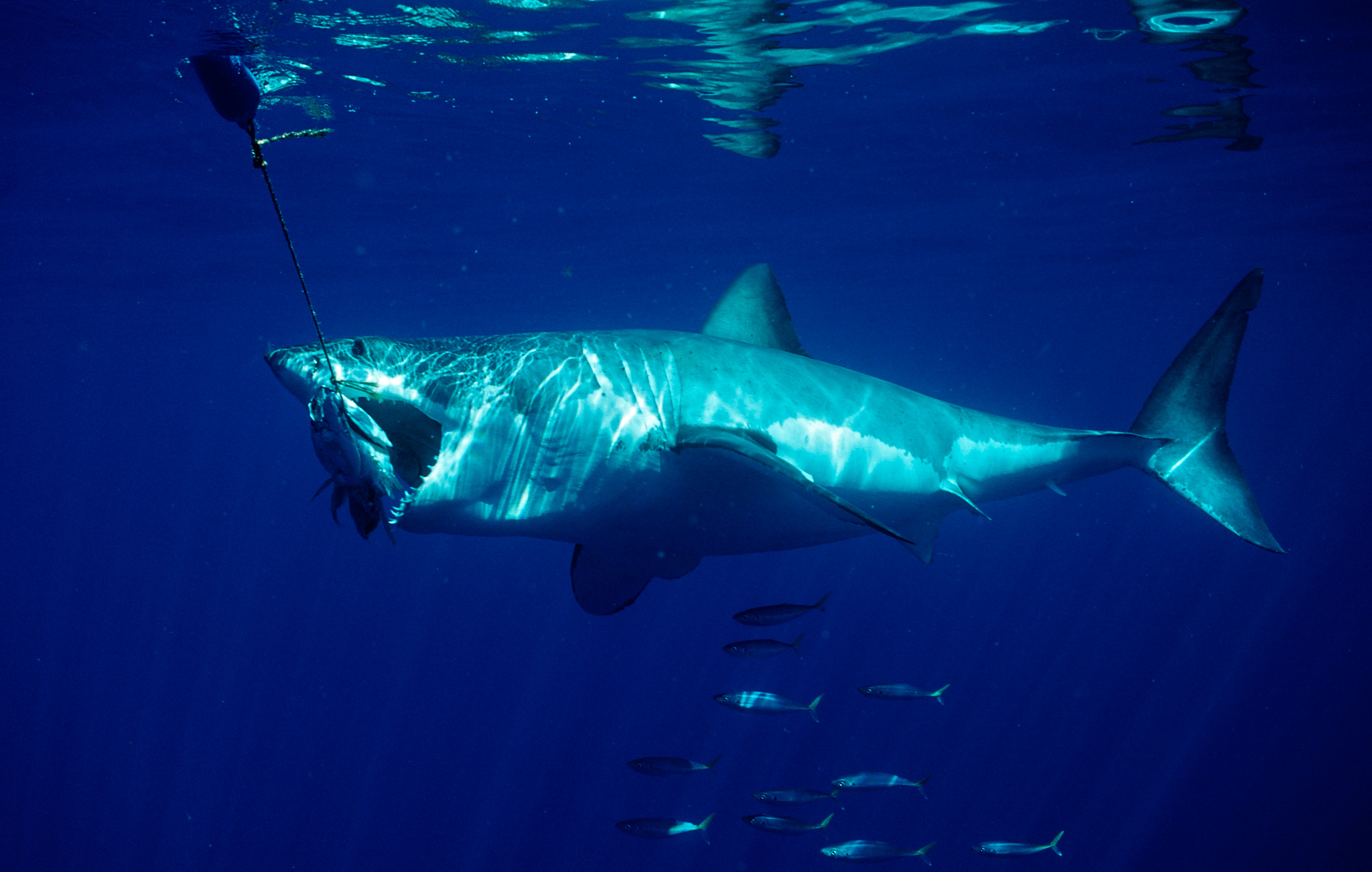 Great White Shark eating fish