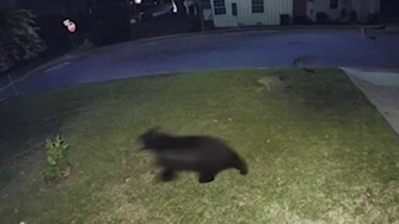 These Animals Sent a Bear Running Through a Neighborhood