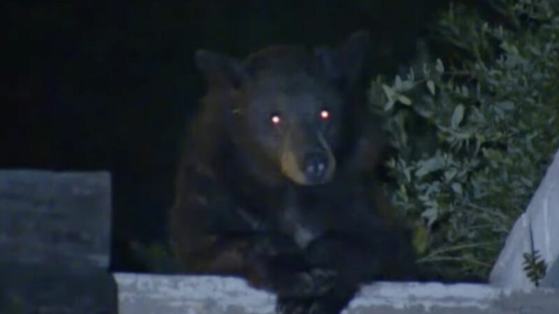 This Bear May Look Like a Demon, But It Just Wants Cookies