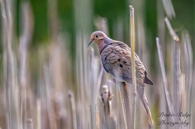 Tips for dove, teal hunters as Sept. 1 openers near in Iowa – Outdoor News