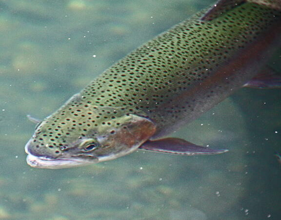 Tom Venesky: Should Pennsylvania trout season be closed during summers of excessive heat? – Outdoor News