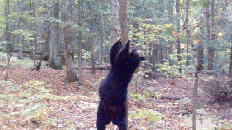 Trail Cam Captures Burlesque Bear’s Sexy ‘Pole Dancing’ Routine