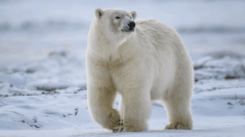 Two Polar Bears Attacked a Man Working in the Remote Arctic