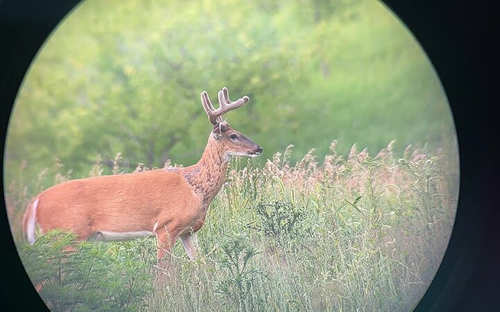 Video: Breaking down an early-season archery setup for whitetails – Outdoor News