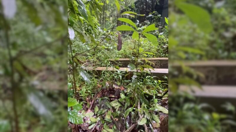 Video: This Snake Is So Well Hidden, You Can’t See It . . . Until You Do