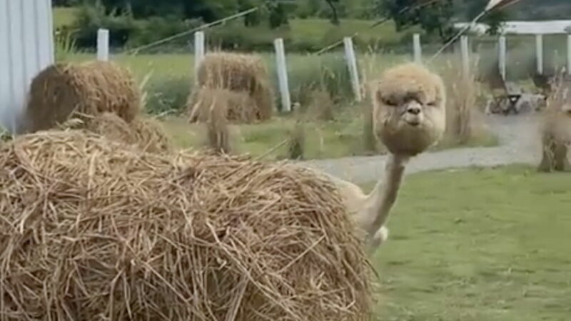 Viral Video: Nothing Can Prepare You for Seeing a Shaved Alpaca