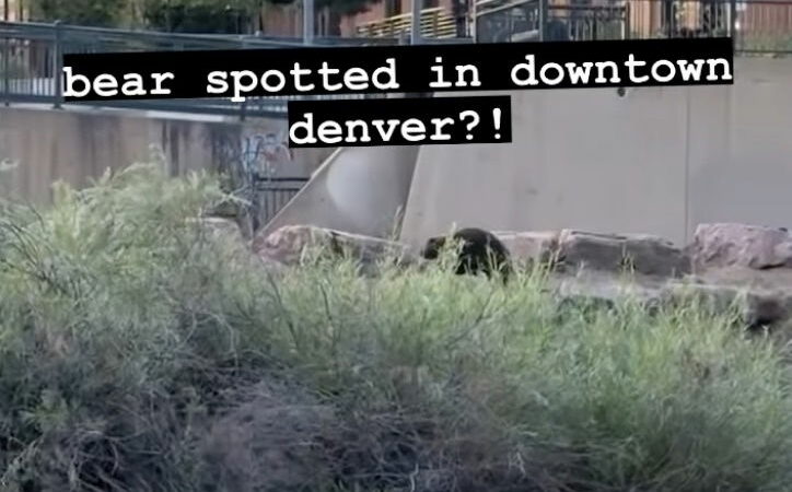 Viral Video Shows Bear in Downtown Denver—Wait, Does It?