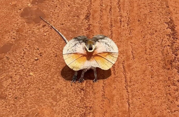 Wait for It—Frilled Lizard Climbs Barefoot Man