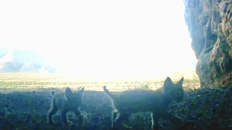 WATCH: Baby Bobcats Trot After Their Mom on a Trail Cam