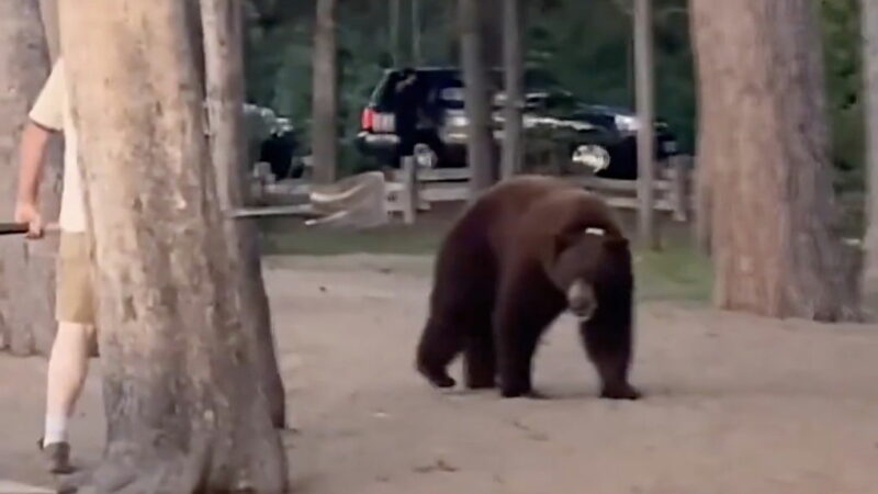 WATCH: Bear Steals Cookie, Man Whacks Bear With Shovel