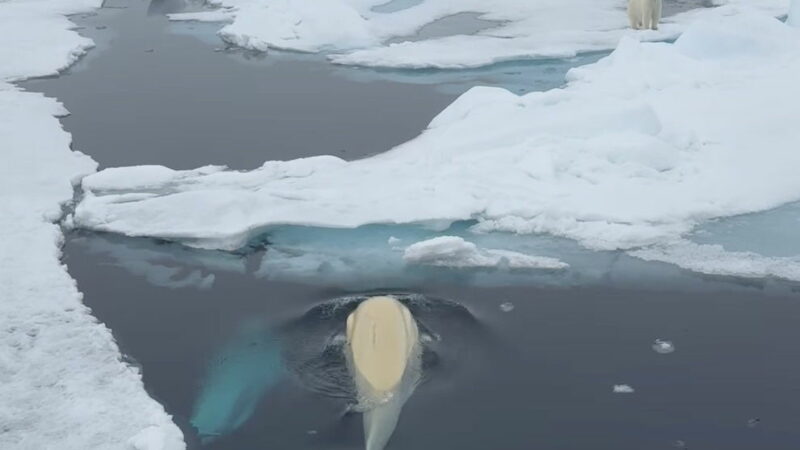 WATCH: Beautiful Arctic Scene Shows Polar Bear AND Belugas