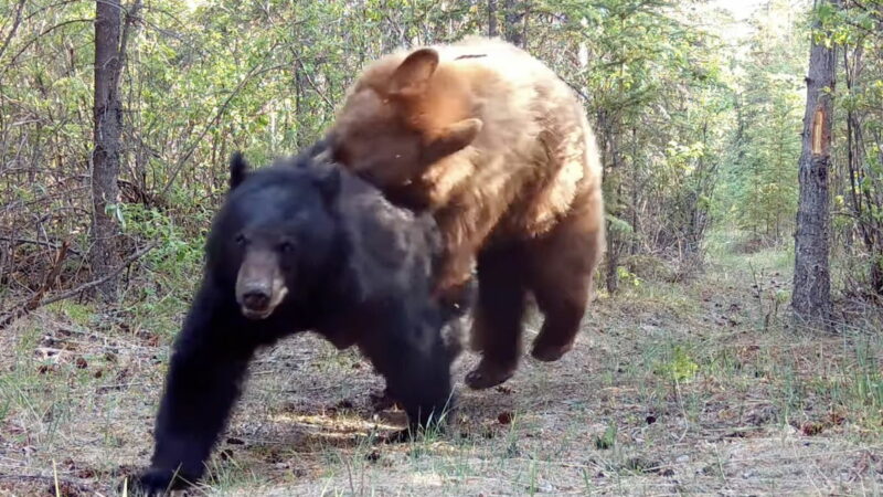 WATCH: Black Bears Get Super Friendly in Front of a Trail Cam