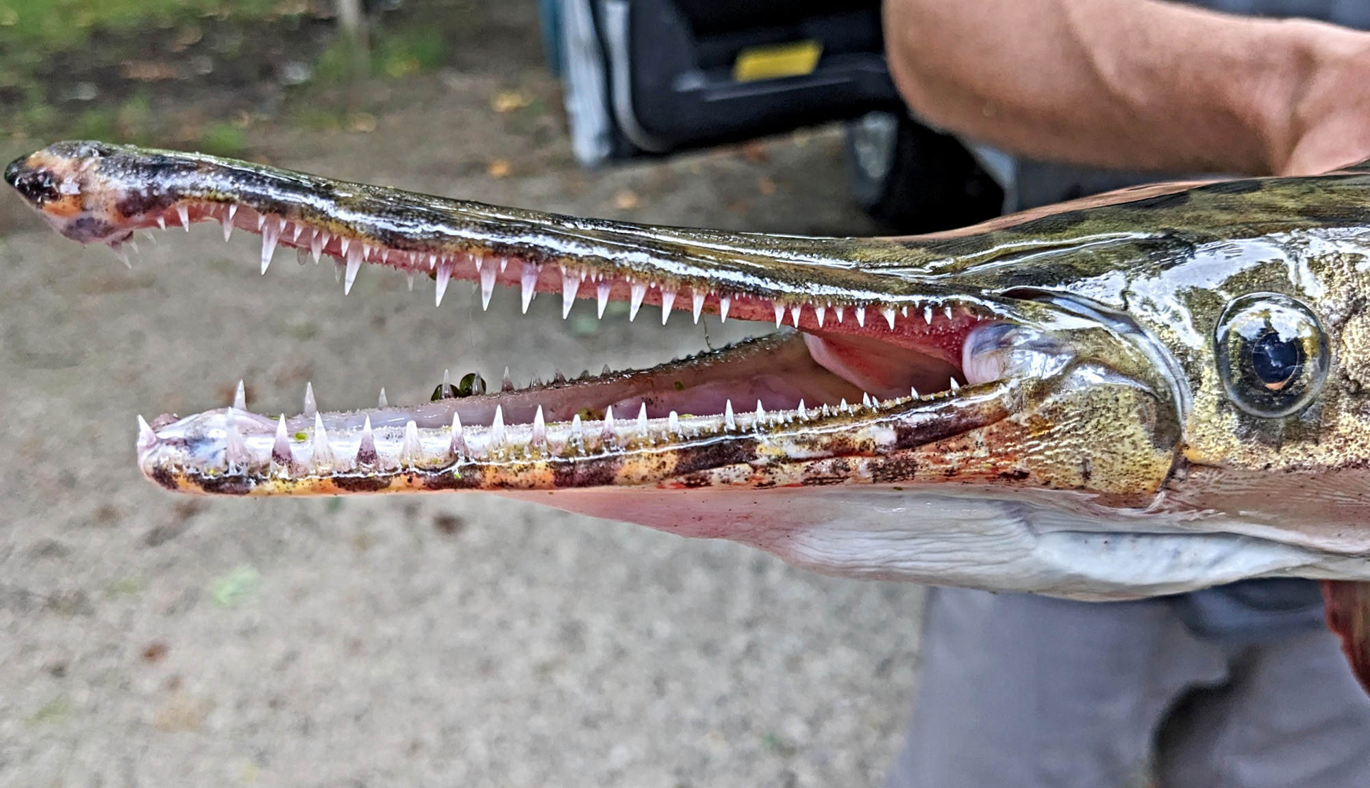 Closeup of spotted gar.