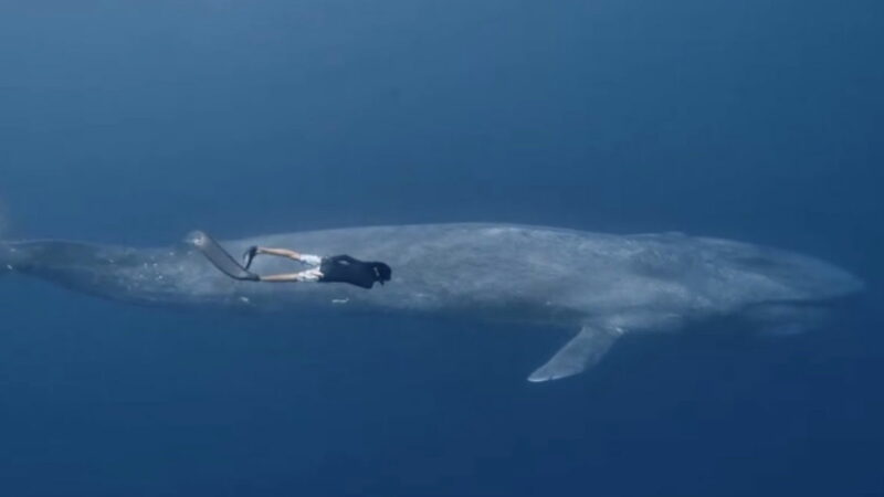 WATCH: Man Swimming With Blue Whale Seems Almost TOO Incredible