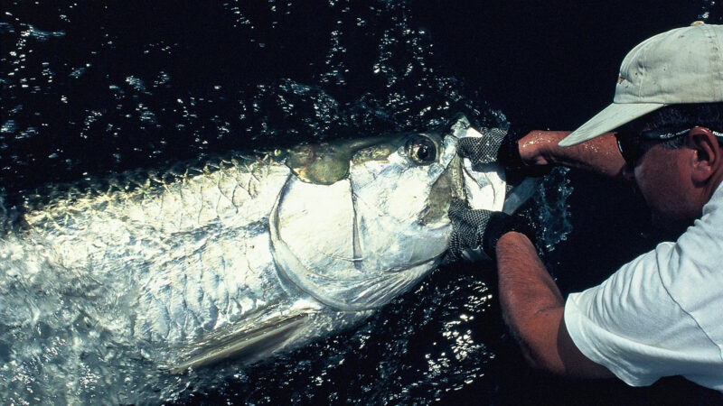 Watch: Maryland Charter Captains Keep Spotting 100-Pound Tarpon in Chesapeake Bay