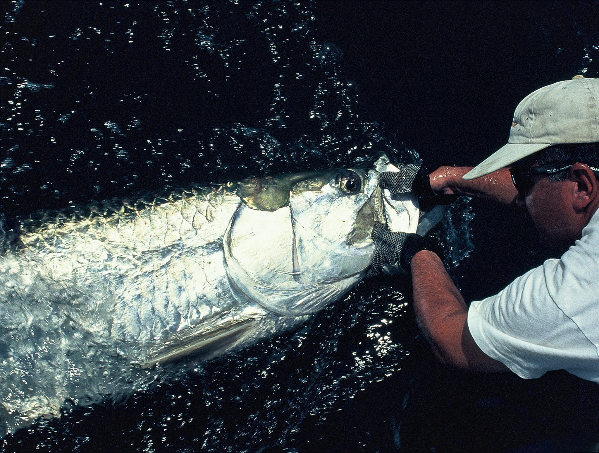 A big silver tarpon