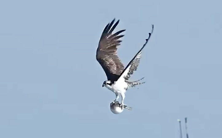 WATCH: Osprey Captures Toxic, Puffed-up Meal