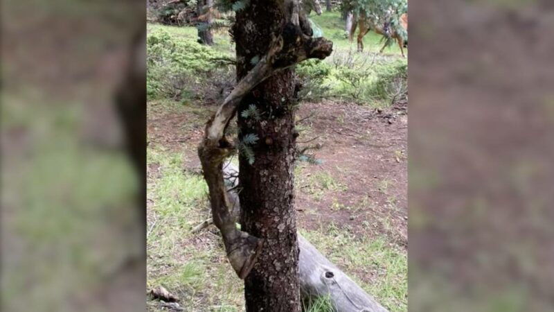 WATCH: Ranch Worker Finds Severed Horse Legs Dangling From Trees