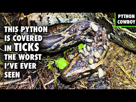 Watch: Snake Hunters Find Giant Python Being Eaten Alive by Ticks