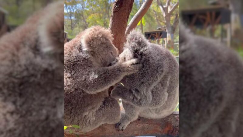 WATCH: The Cutest Animals on Earth Got Into a Fight