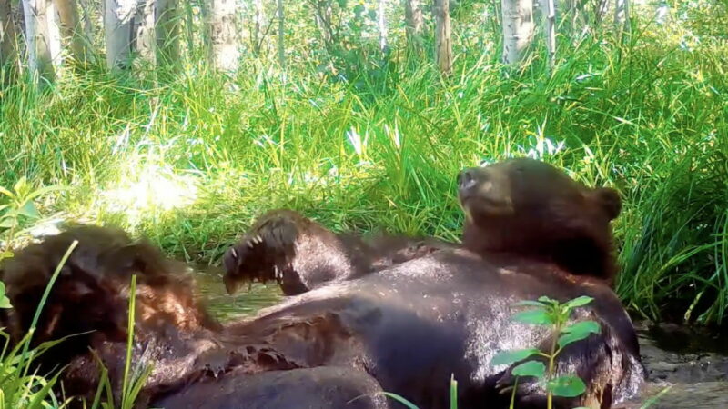 WATCH: This Bear Relaxing in a Pond Is Living Its Best Life