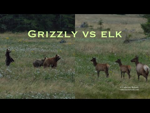 Watch: This Is the First-Ever Verified Sighting of a Grizzly Sow and Cubs on Vancouver Island