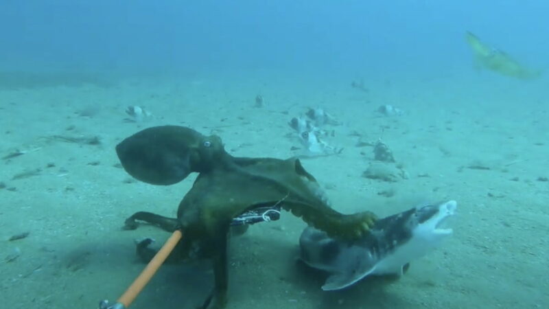 WATCH: Who Will Win This Octopus vs. Shark Battle?