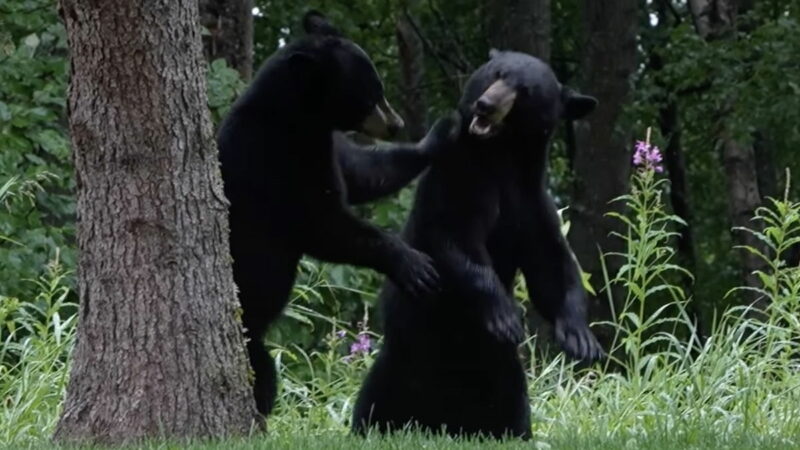 Watch Young Black Bears Fight, Play, and More in Alaska (Video)