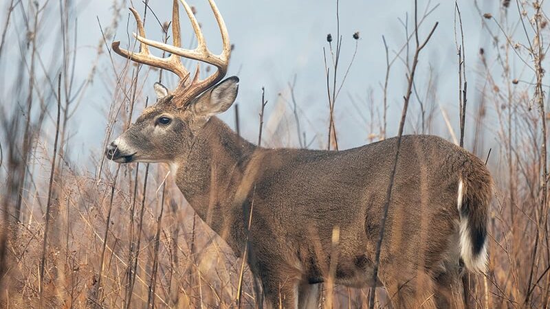 What is it that you look forward to the most at Deer Camp? – Outdoor News