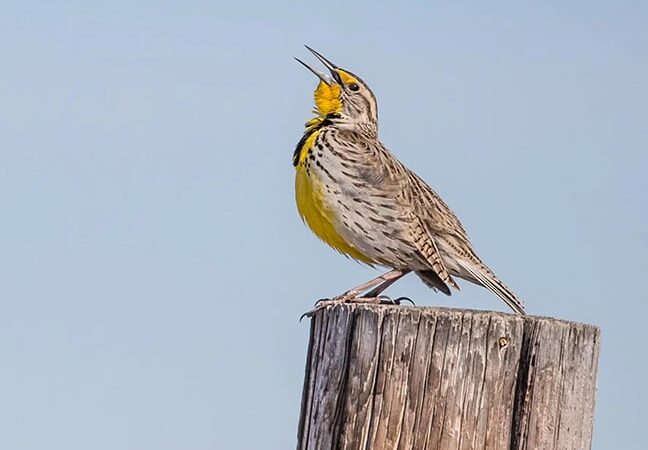 What’s good for the meadowlark is good for North Dakota’s deer – Outdoor News